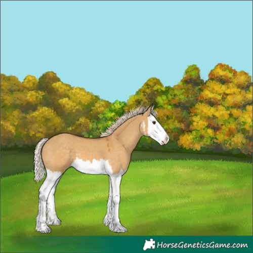 Horse Color:White Spotted Palomino Dun Splash 