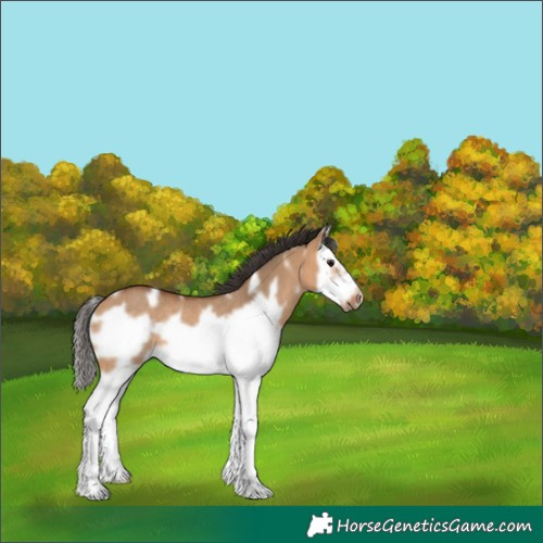 Horse Color:White Spotted Bay Dun Splash Frame Rabicano 