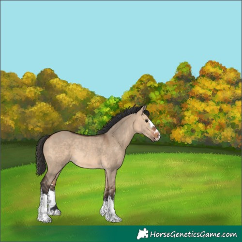 Horse Color:White Spotted Bay Dun Rabicano 