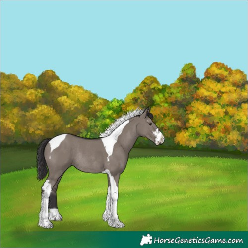 Horse Color:Smoky Grullo Sabino Tobiano Rabicano 