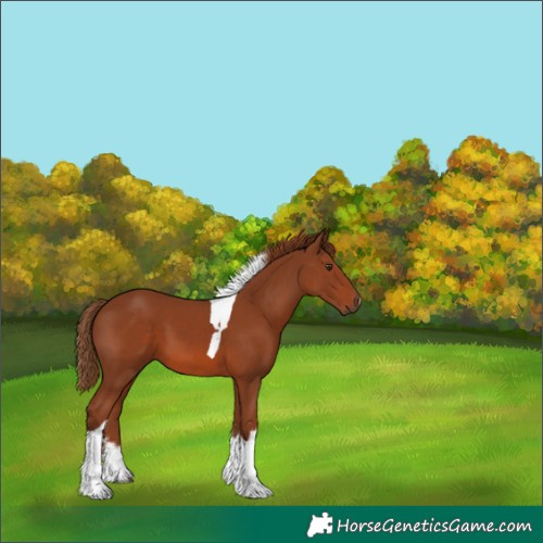 Horse Color:White Spotted Chestnut Tobiano 