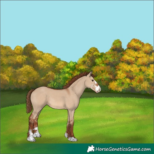 Horse Color:Red Dun Sabino 