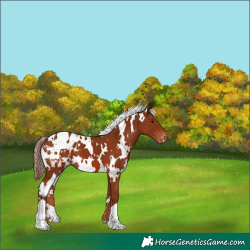 Horse Color:White Spotted Chestnut Appaloosa 