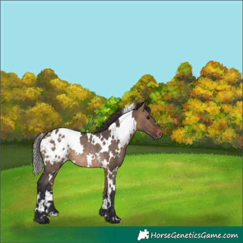Horse Color:White Spotted Brown Dun Varnish Rabicano 