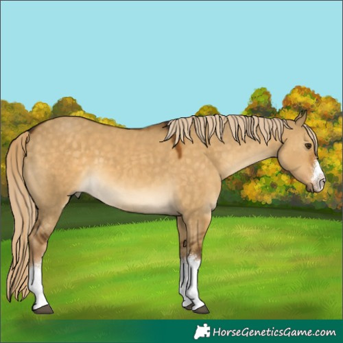 Horse Color:White Spotted Chocolate Palomino Dun 