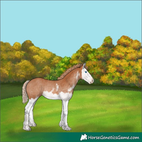 Horse Color:Chestnut Sabino Splash Rabicano 