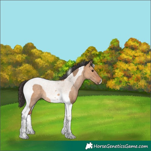 Horse Color:Bay Dun Tobiano Rabicano 