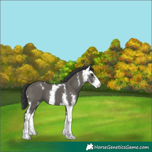 Horse Color:Grullo Sabino 