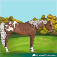 Horse Color:Silver Black Appaloosa Rabicano 