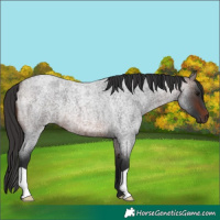 Horse Color:Brown Roan 