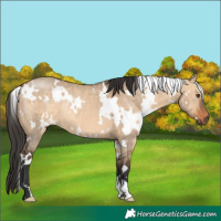Horse Color:White Spotted Bay Dun Rabicano