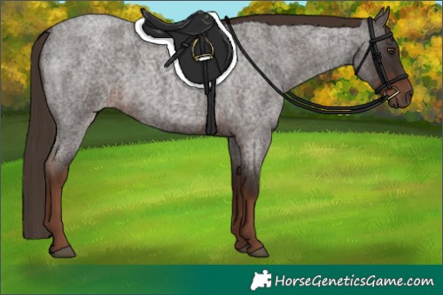 Horse Color:Liver Red Roan 