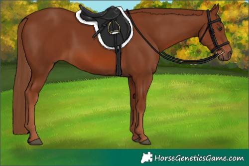 Horse Color:Chestnut 