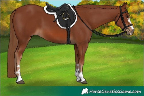 Horse Color:Chestnut 