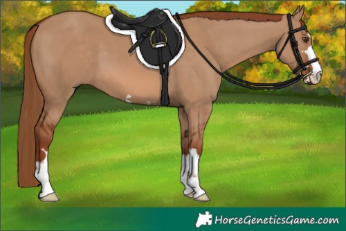 Horse Color:Red Dun 