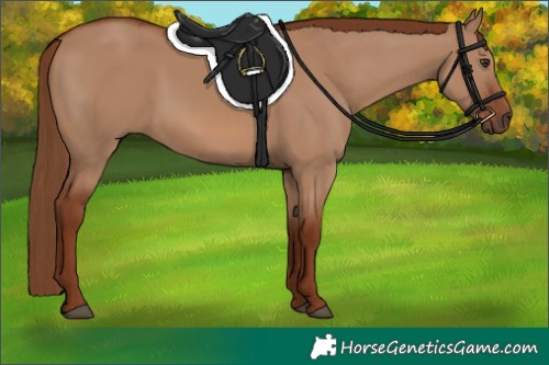 Horse Color:Red Dun 