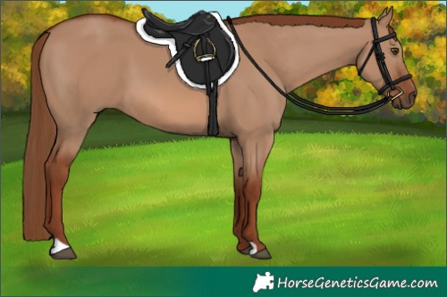 Horse Color:Red Dun 