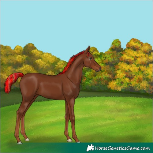 Horse Color:Gray Painted Chestnut 