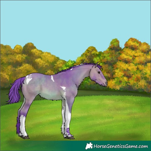 Horse Color:Watercolor Buckskin Tobiano 