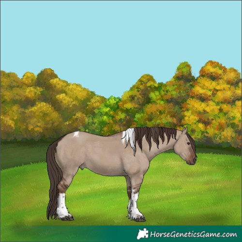 Horse Color:White Spotted Liver Red Dun Tobiano 