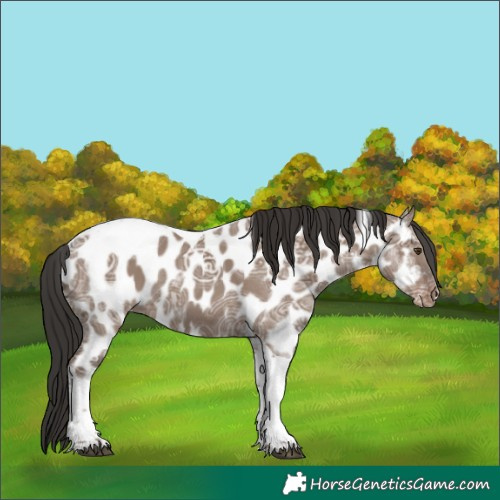 Horse Color:Liver Red Dun Ice Tobiano Appaloosa 