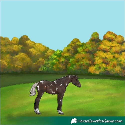 Horse Color:White Spotted Silver Brown Tobiano Appaloosa 