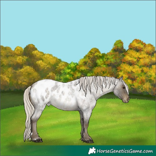 Horse Color:White Spotted Silver Buckskin Roan Appaloosa 