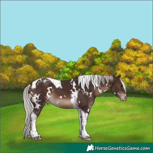 Horse Color:White Spotted Silver Brown Tobiano Appaloosa 