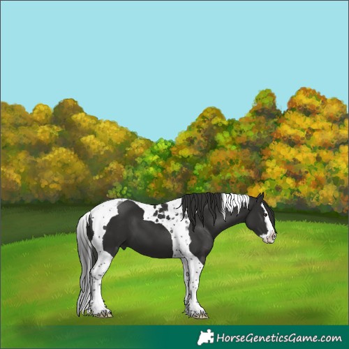 Horse Color:Liver Chestnut Splash Tobiano 