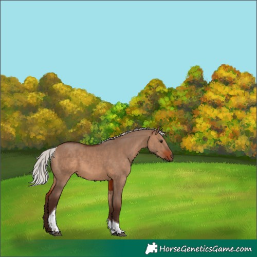 Horse Color:Silver Bay Dun Tobiano 