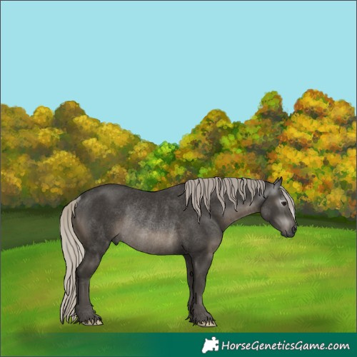 Horse Color:Gray Silver Smoky Black Rabicano 