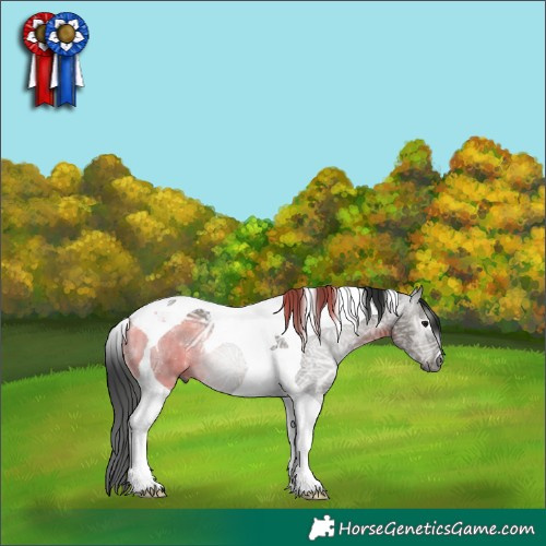 Horse Color:Gray Grullo Ice Tobiano 