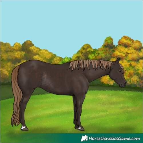 Horse Color:Liver Chestnut Rabicano