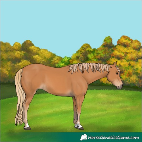 Horse Color:Unknown 