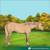 Horse Color:Unknown 