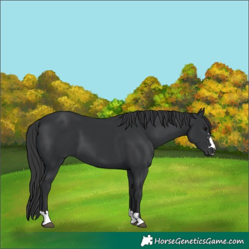 Horse Color:Unknown 