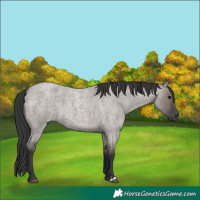 Horse Color:Unknown 