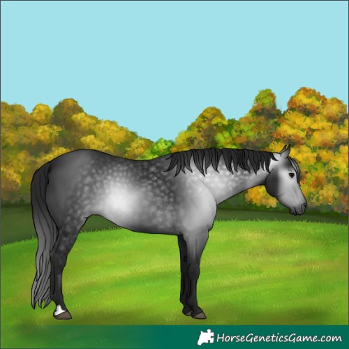 Horse Color:Unknown 