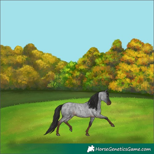 Horse Color:Liver Red Roan 