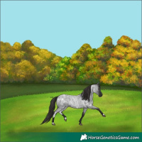 Horse Color:White Spotted Liver Red Roan 