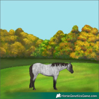 Horse Color:Liver Red Roan 