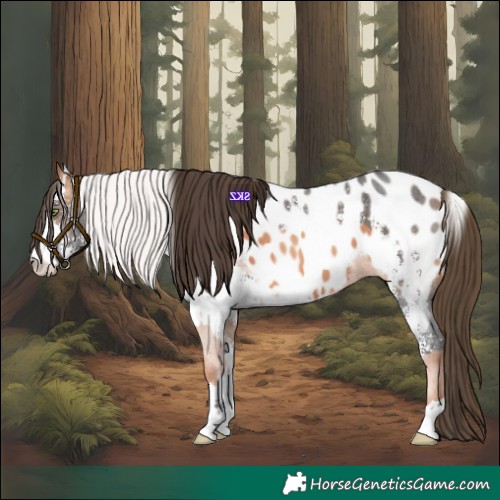Horse Color:Silver Sable Champagne Appaloosa  and White Spotted Buckskin Sabino Appaloosa Rabicano 