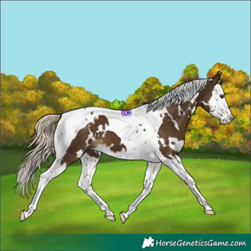 Horse Color:White Spotted Chocolate Palomino Splash Tobiano 
