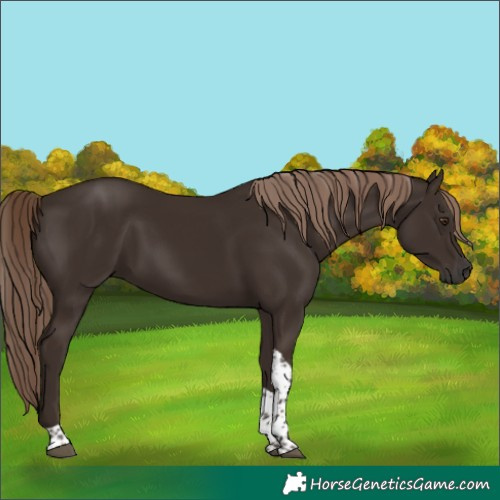 Horse Color:Liver Chestnut Tobiano 