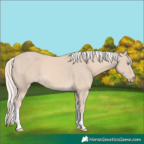 Horse Color:Cremello Tobiano 