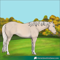 Horse Color:Cremello Tobiano