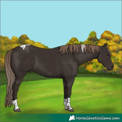 Horse Color:Liver Chestnut Tobiano 