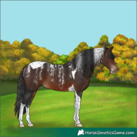 Horse Color:Powder White Brown Tobiano 