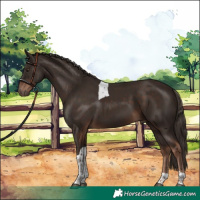 Horse Color:Liver Chestnut Tobiano