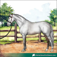 Horse Color:Gray Amber Champagne Tobiano 